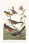 Chestnut-coloured finch. Black-headed siskin. Black crown bunting, Lath. Arctic ground-finch