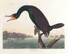 Florida cormorant