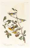 Golden-winged warbler