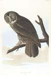Great cinereous owl