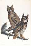 Great horned-owl