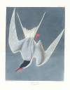 Great tern
