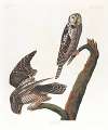 Hawk owl