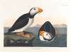 Large-billed puffin