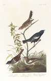 Lark finch. Prairie finch. Brown song sparrow