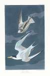 Lesser tern