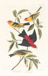 Louisiana tanager. Scarlet tanager