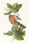Mangrove cuckoo