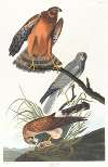 Marsh hawk