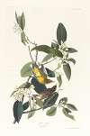 Palm warbler