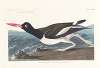 Pied oyster-catcher