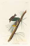 Pine creeping warbler