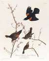 Red winged starling or marsh blackbird