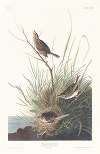 Sharp-tailed finch