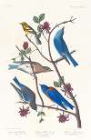 Townsend’s warbler. Arctic blue-bird. Western blue-bird