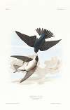 White-bellied swallow