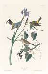 Yellow-crown warbler