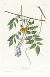 Yellow-poll warbler