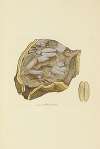The mineral conchology of Great Britain Pl.003