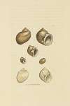 The mineral conchology of Great Britain Pl.005
