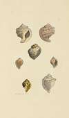 The mineral conchology of Great Britain Pl.006
