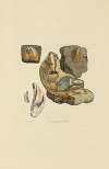 The mineral conchology of Great Britain Pl.009