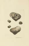 The mineral conchology of Great Britain Pl.010