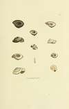 The mineral conchology of Great Britain Pl.011