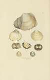 The mineral conchology of Great Britain Pl.014