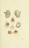 The mineral conchology of Great Britain Pl.026