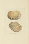 The mineral conchology of Great Britain Pl.044