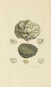 The mineral conchology of Great Britain Pl.058
