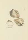 The mineral conchology of Great Britain Pl.067