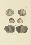 The mineral conchology of Great Britain Pl.069
