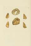 The mineral conchology of Great Britain Pl.083