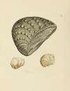 The mineral conchology of Great Britain Pl.086
