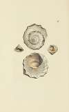 The mineral conchology of Great Britain Pl.097