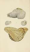 The mineral conchology of Great Britain Pl.110