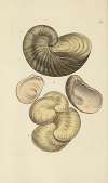 The mineral conchology of Great Britain Pl.111