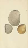 The mineral conchology of Great Britain Pl.112