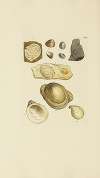 The mineral conchology of Great Britain Pl.135
