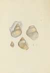 The mineral conchology of Great Britain Pl.170