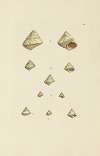 The mineral conchology of Great Britain Pl.176