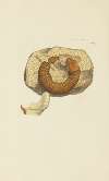 The mineral conchology of Great Britain Pl.179