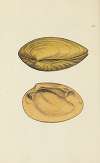 The mineral conchology of Great Britain Pl.181