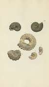 The mineral conchology of Great Britain Pl.200