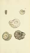The mineral conchology of Great Britain Pl.201
