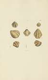 The mineral conchology of Great Britain Pl.203