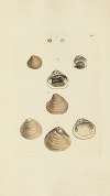 The mineral conchology of Great Britain Pl.206