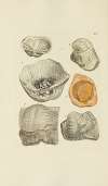 The mineral conchology of Great Britain Pl.207
